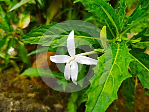 The benefits of this kitolod flower can be used to help treat various eye disorders such as being used as eye drops. (3)