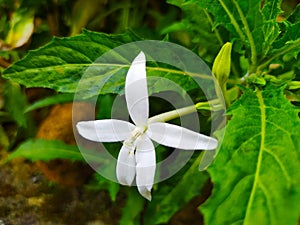 The benefits of this kitolod flower can be used to help treat various eye disorders such as being used as eye drops. (4)