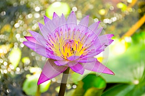 Nelumbo nucifera gaertn BUA Luang, which sources in Southeast Asia.