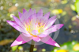 Nelumbo nucifera gaertn BUA Luang, which sources in Southeast Asia.