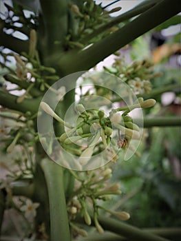 Benefits of papaya flowers in Indonesia