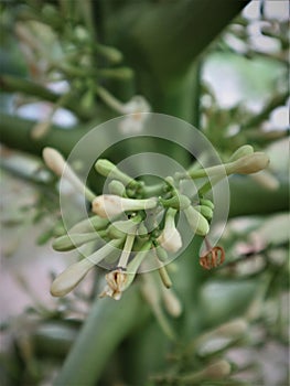 Benefits of papaya flowers in Indonesia