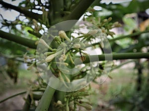 Benefits of papaya flowers in Indonesia