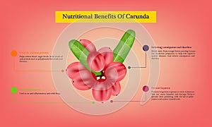 Benefits of ripe Carissa carandas fruit Infographic about nutrients in Carissa carandas Fruit and agriculture vector illustration
