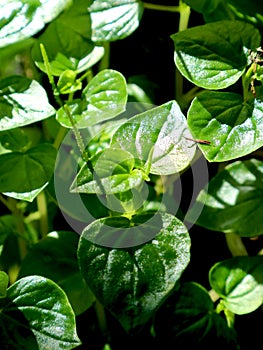 Benefits of the wild plant peperomia pellucida as a cancer medicine