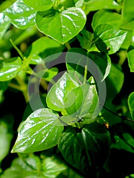 Benefits of the wild plant peperomia pellucida as a cancer medicine