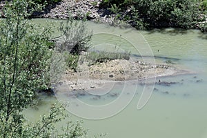 Benevento - Nutria sul fiume Calore photo