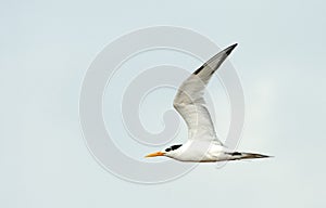 Bengaalse Stern, Lesser Crested Tern, Sterna bengalensis