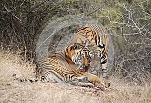 Bengaalse Tijger, Bengal Tiger, Panthera tigris