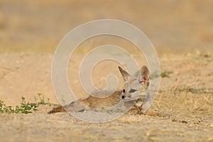 Bengaalse vos, Indian Fox, Vulpes bengalensis