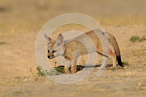 Bengaalse vos, Indian Fox, Vulpes bengalensis