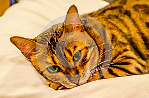 Bengal