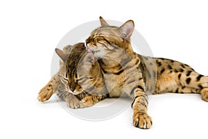 BENGAL BROWN SPOTTED TABBY