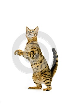 BENGAL BROWN SPOTTED TABBY