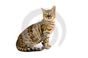 BENGAL BROWN SPOTTED TABBY