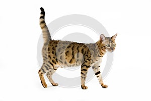 BENGAL BROWN SPOTTED TABBY