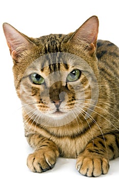 BENGAL BROWN SPOTTED TABBY