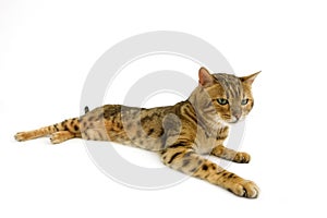 BENGAL BROWN SPOTTED TABBY