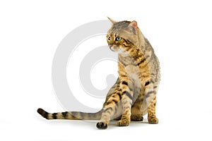 BENGAL BROWN SPOTTED TABBY