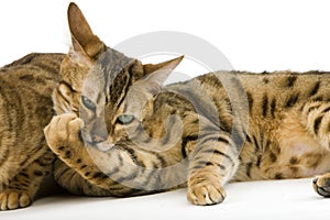 BENGAL BROWN SPOTTED TABBY