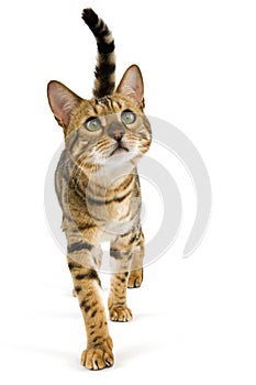 BENGAL BROWN SPOTTED TABBY