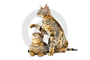 BENGAL BROWN SPOTTED TABBY