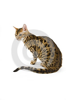 BENGAL BROWN SPOTTED TABBY