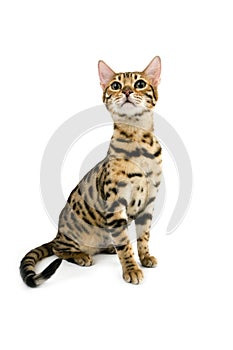 BENGAL BROWN SPOTTED TABBY