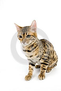 BENGAL BROWN SPOTTED TABBY