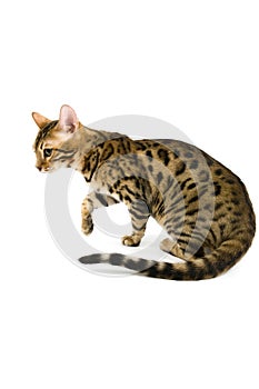 BENGAL BROWN SPOTTED TABBY