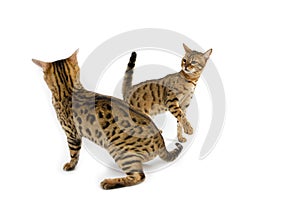 BENGAL BROWN SPOTTED TABBY