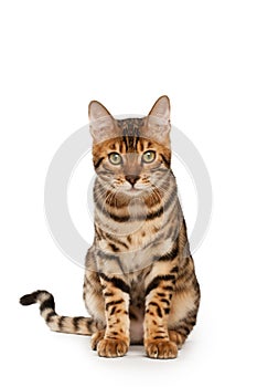 Bengala gato 