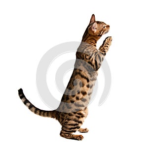Bengal cat photo