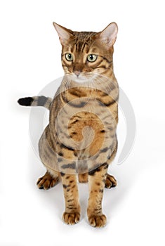 Bengal Cat