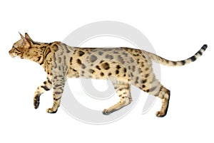 Bengal Cat photo