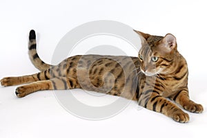 Bengal Cat photo