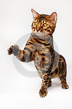 Bengal Cat