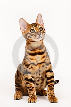 Bengal Cat