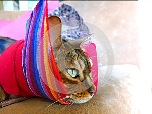 A bengal cat with an alternative cat friendly cone post-surgery