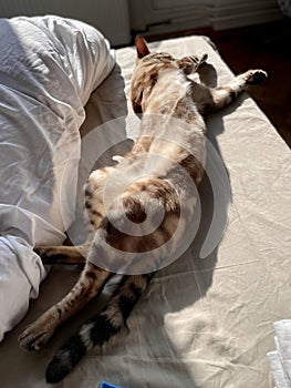 Bengal cat asleep in sunlight