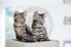 bengal cat baby tiger pets