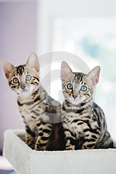 bengal cat baby tiger pets