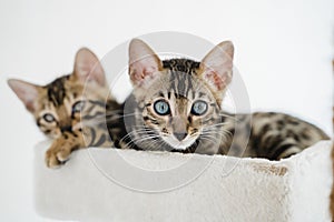 bengal cat baby tiger pets