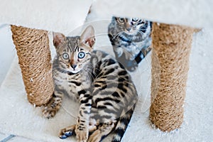 bengal cat baby tiger pets