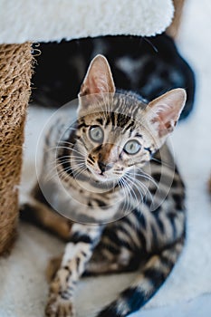 bengal cat baby tiger pets