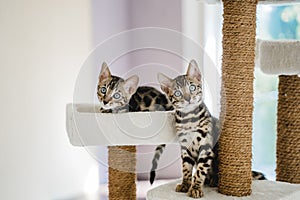 bengal cat baby tiger pets