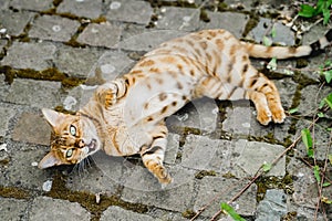 bengal cat baby tiger pets