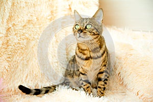 Bengal cat with beautiful eyes on the carpet