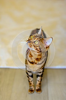 Bengal cat with beautiful eyes in the room