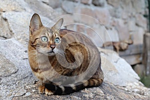 Bengala gatto bellissimo marcatura 